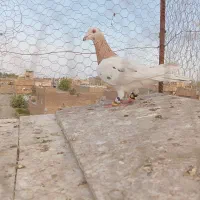 کفتر