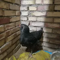 معاوضه با بلدرچین