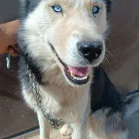 هاسکی چشم یخی