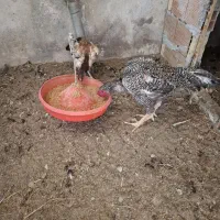 فروش چند قطعه لاری