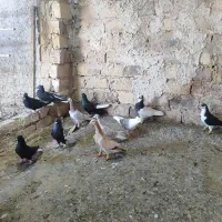 11تا کبوتر پرشی ب شرت پرش میدم همه رنگی