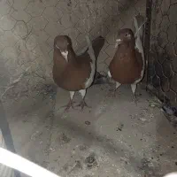 کفتر|پرنده|گلباف, |دیوار