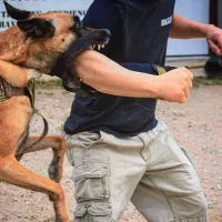 اموزش تخصصی سگ و مربی ، تربیت پانسیون گارد تضمینی