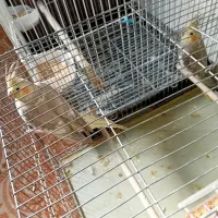 یک جفت جوجه عروس سالم وسلامت