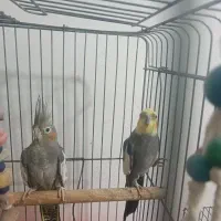 عروس هلندی نرو ماده مولد سخن گو