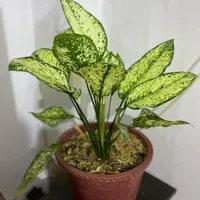 گل وگیاه