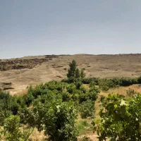 فروش باغ انجیر سیاه|فروش زمین و ملک کلنگی|کلیائی, |دیوار