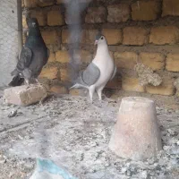 سفیدنوک ریزکشیده دمگیرذات بته دار|پرنده|اصفهان, کشاورزی|دیوار