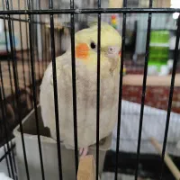 عروس هلندی ماده