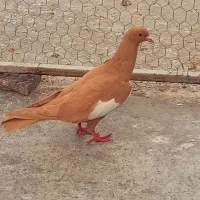 ماده سرک زرد ماده سینه زرد