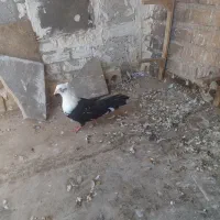 کلاغ کربلایی یا کله سفید