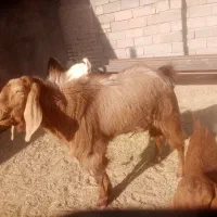 نربوز|حیوانات مزرعه|میان جلگه, |دیوار