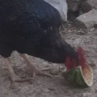 خروس سیاه  و ۵ تا مرغ محلی