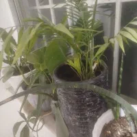 گل آپارتمانی