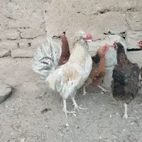 فروش مرغ و خروس و اردک وجوجه|حیوانات مزرعه|خواف, |دیوار