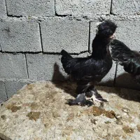 مرغ خروس لهستانی|حیوانات مزرعه|آبپخش, |دیوار