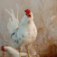 مرغ گلین کرچ /جوجه بوقلمون/جوجه مرغ گلین