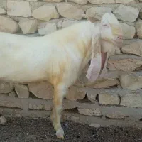 پازن گلابی|حیوانات مزرعه|بندر دیر, |دیوار