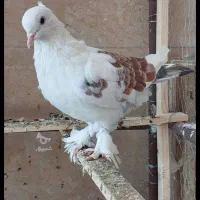 کبوتر پرشی فروشی