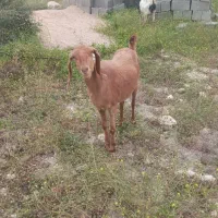 بز آبستن داشتی ۳قلوزا