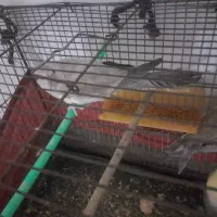 تعداد ۳ عدد عروس هلندی|پرنده|باخزر, |دیوار