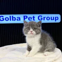 برتیش بای کالر