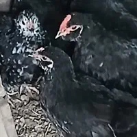 جوجه تزیینی پا پر