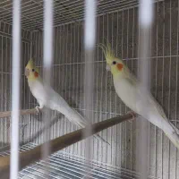 جفت عروس هلندی مولد روی تخم با قفس