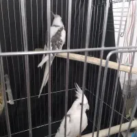 عروس هلندی مولد