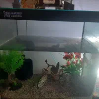 آکواریوم سالم و ارزان فروشی|ماهی|کتالم و سادات شهر, |دیوار