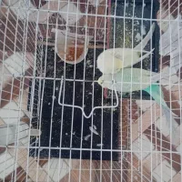 مرغ عشق