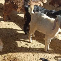 کهر نره ماده|حیوانات مزرعه|دوگنبدان, |دیوار