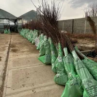 مرکز تولید نهال اصلاح شده و شناسنامه دار (ارومیه)|خدمات باغبانی و درختکاری|تهران, ترمینال غرب|دیوار