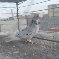 کبوتر پرشی|پرنده|بجنورد, |دیوار