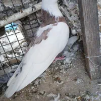 کبوتر|پرنده|ری, امین آباد|دیوار