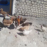 مرغ دایه تخم گذار