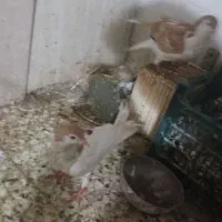 جفت بچ|پرنده|شوشتر, |دیوار