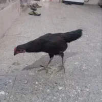 خروس