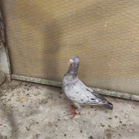 سرور هفت‌رنگ