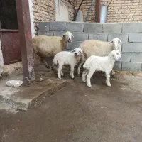 دو راس میش جوان نازار