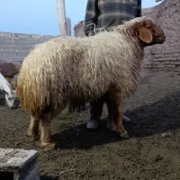 قوچ سنجابی بره قوچ چینی