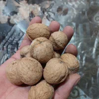 فروش عمده گردو