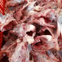 فروش ضایعات مرغ