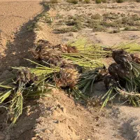 فروش انواع پاچوش نخل|خدمات باغبانی و درختکاری|لار, |دیوار