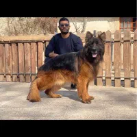 سگ ژرمن شپرد انواع تیپ ها 208