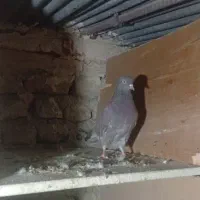 کبوتر پرشی|پرنده|کرج, اسلام‌آباد|دیوار