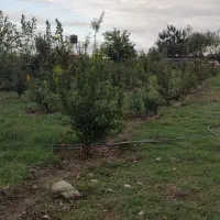 فروش زمین مناسب برای مرغداری گوشتی