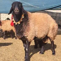 قوچ و بره قوچ گل چین شده