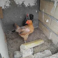 مرغ و خروس گلین و رسمی و جاپنیز