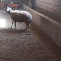 شک مه|حیوانات مزرعه|لاجان, |دیوار